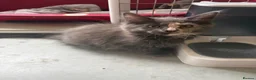 Maine Coon cats for sale: Maine coon kittens - Advert 7