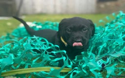 Labrador Retriever dogs for sale: One stunning girl, ready now 9Nov!  - Image 7