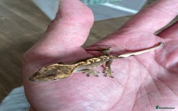 Gecko reptiles for sale: Crested Geckos Available  - Image 8
