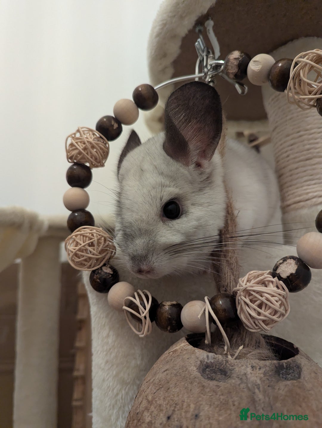Chinchilla rodents for sale: Two Male Chinchillas with Cage and Set-Up - Advert 2