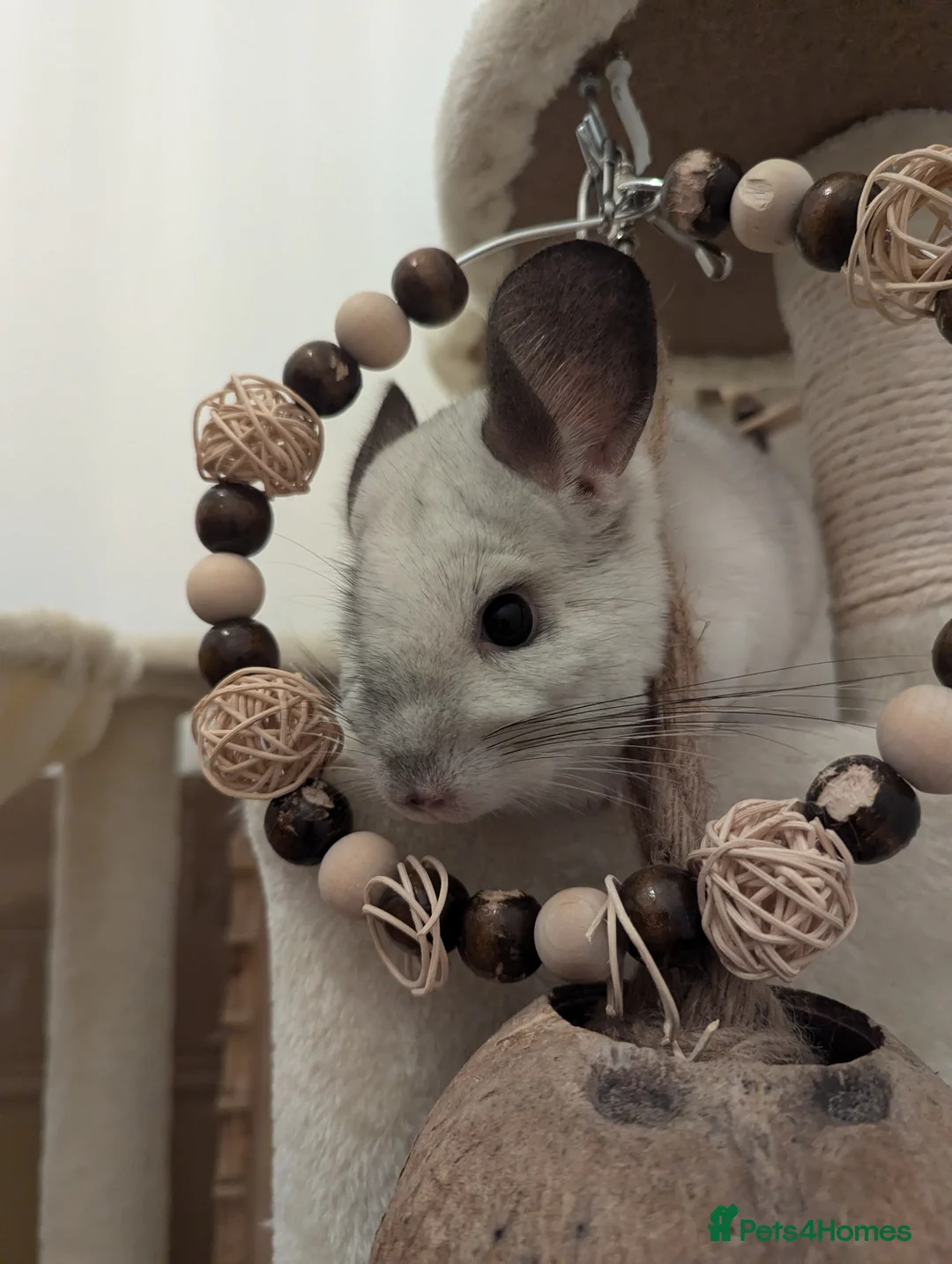 Chinchilla rodents for sale: Two Male Chinchillas with Cage and Set-Up - Advert 2
