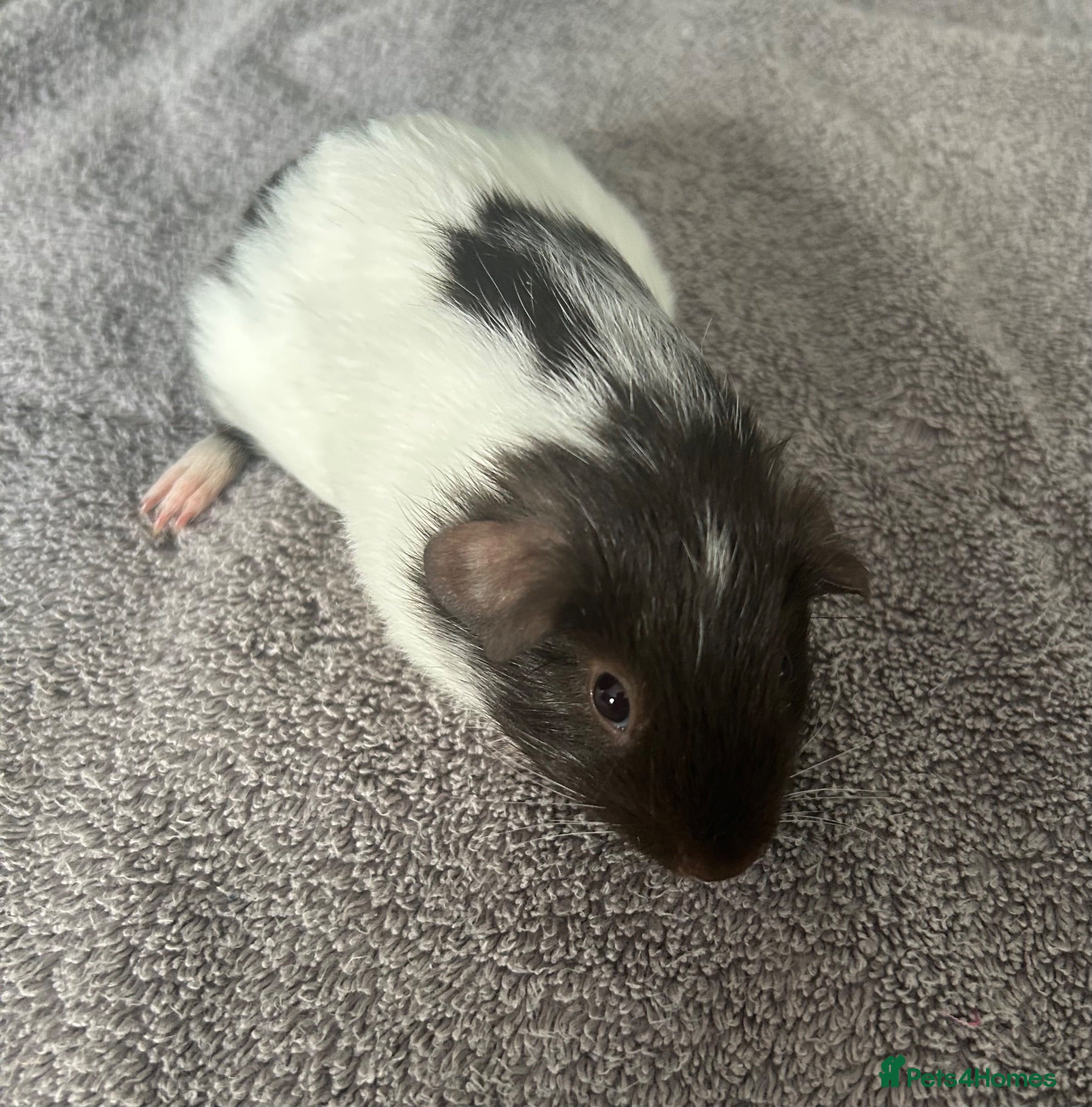 Guinea Pig rodents 4 bonded baby sows £50 a pair  - Advert 1