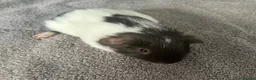 Guinea Pig rodents for sale: 4 bonded baby sows £50 a pair  - Advert 1
