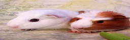 Guinea Pig rodents for sale: Cookie & Cupcake 🍪🧁– Bonded Baby Guinea Pigs ❤️ - Advert 7