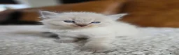 Ragdoll cats for sale: Beautiful Ragdoll Kittens - Advert 19
