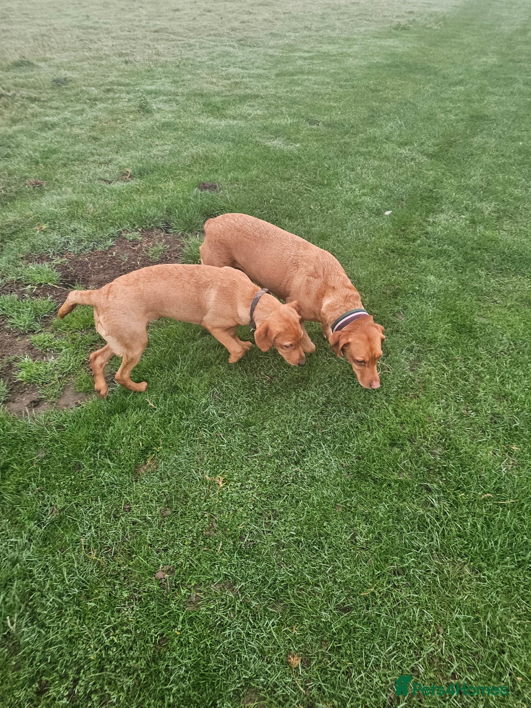 Labrador Retriever dogs for sale: Fox red lab bitch 6 months old. - Advert 4