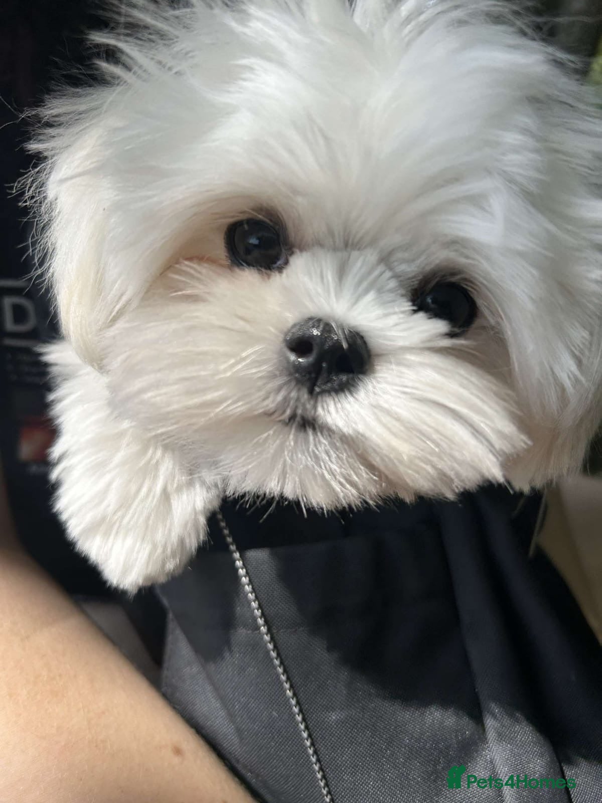Maltese dogs for sale: Adorable Miniature Maltese Boy - Advert 13