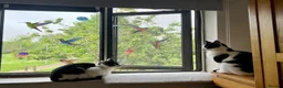 Mixed Breed cats for sale: Sisters in Radlett - Advert 1