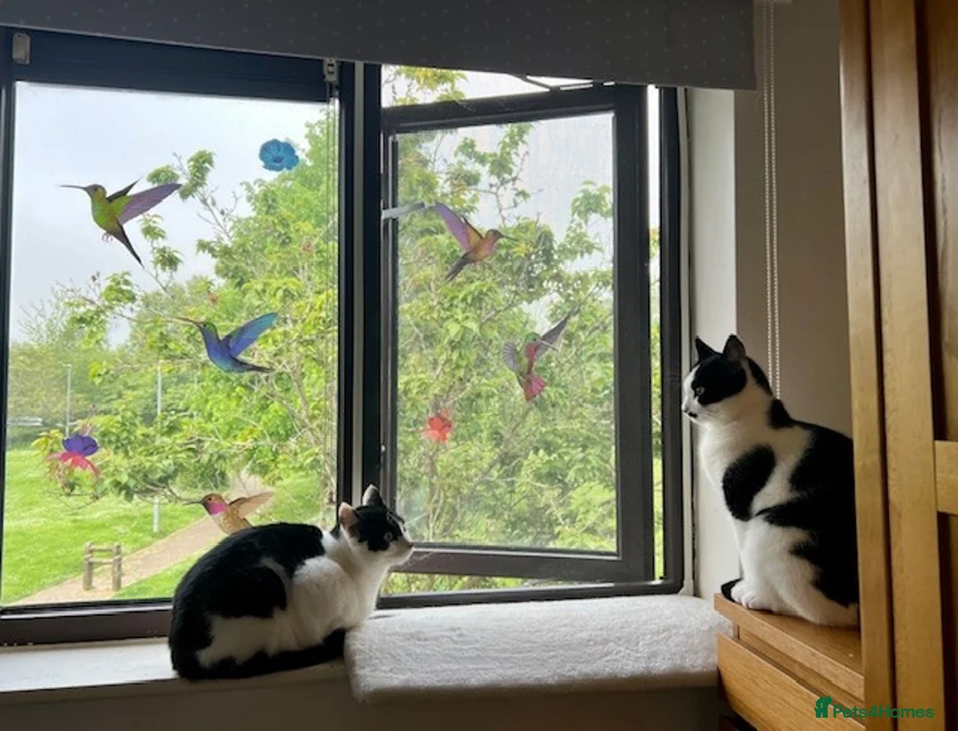 Mixed Breed cats for sale: Sisters in Radlett - Advert 1