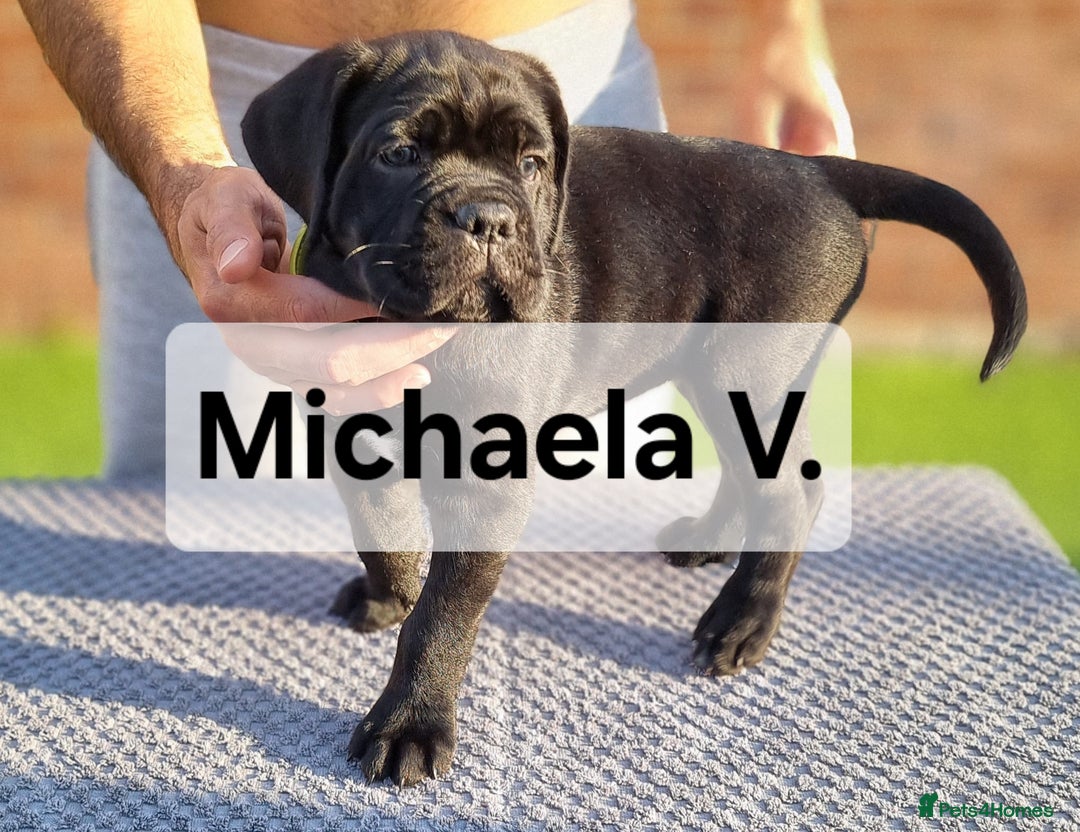 Cane Corso dogs for sale: Champion-Bloodline Cane Corso Puppies  - Image 9
