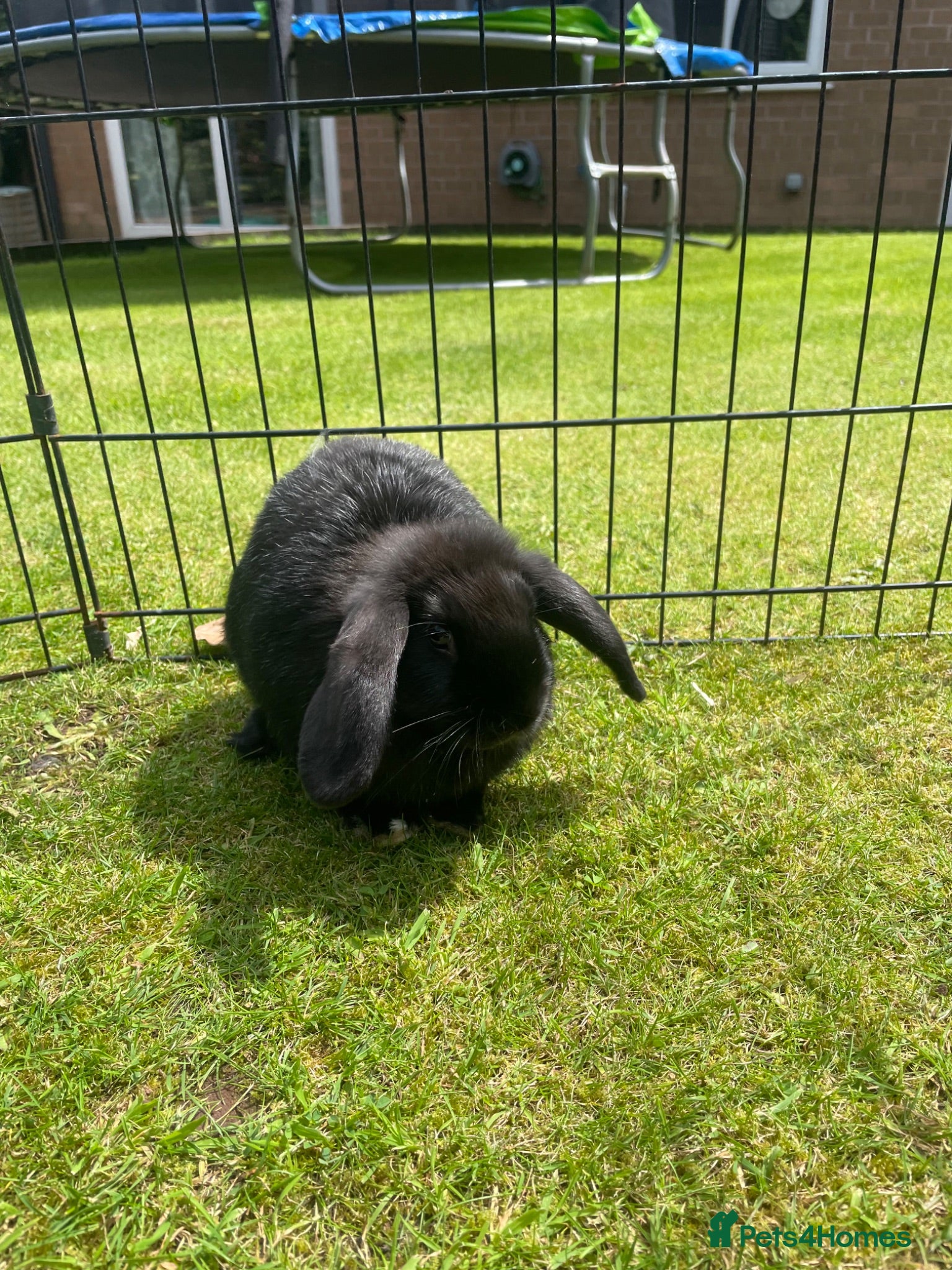 Mini Lop rabbits Mini Lop Pure Bred Black Females  - Advert 1
