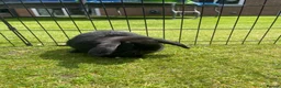 Mini Lop rabbits for sale: Mini Lop Pure Bred Black Females  - Advert 1