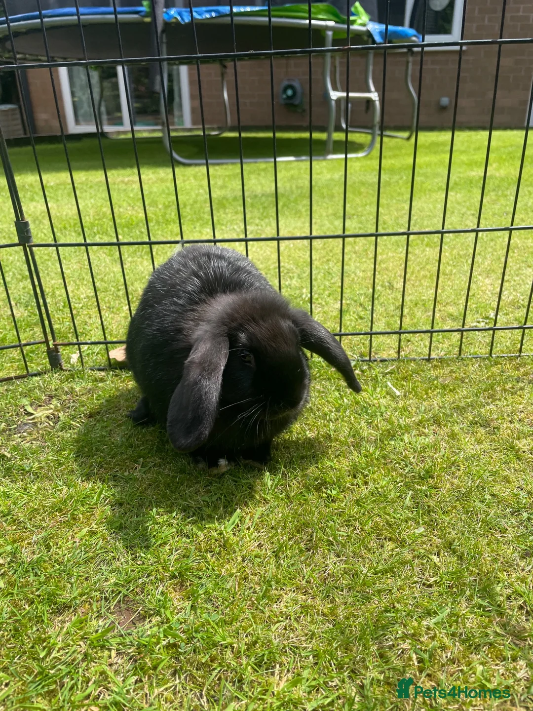 Mini Lop rabbits for sale: Mini Lop Pure Bred Black Females  - Advert 1