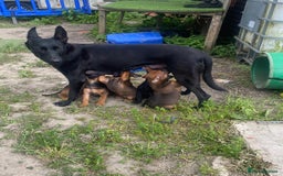 Mixed Breed dogs for sale: Ninja - Image 5
