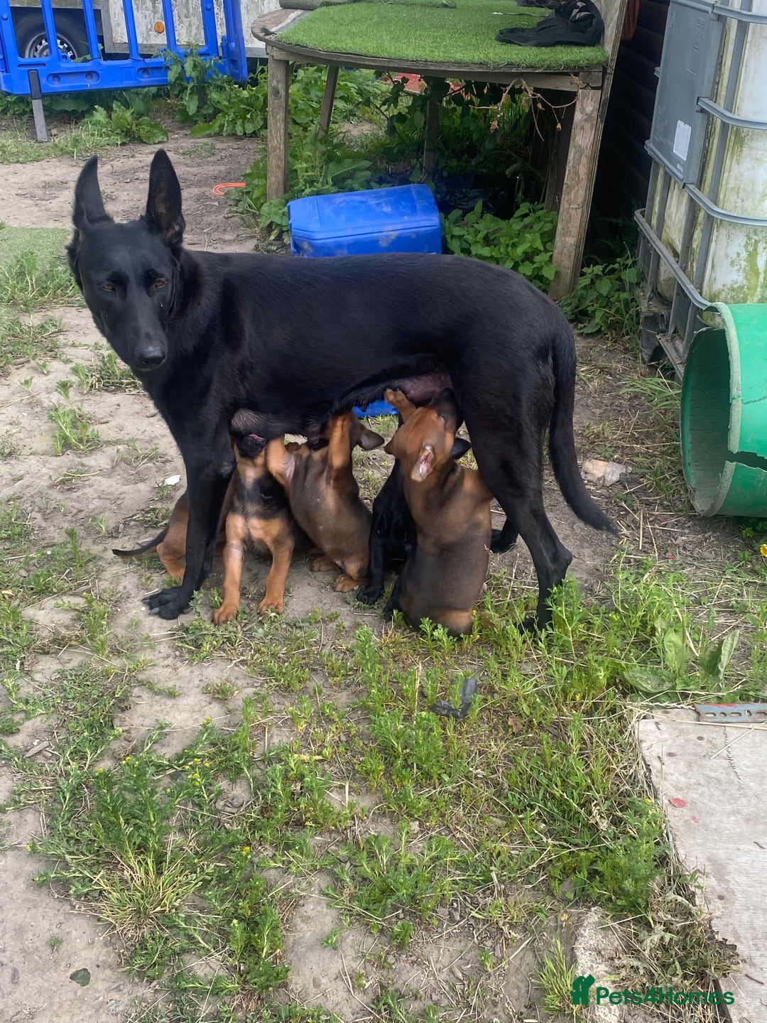 Mixed Breed dogs for sale: Ninja - Image 5