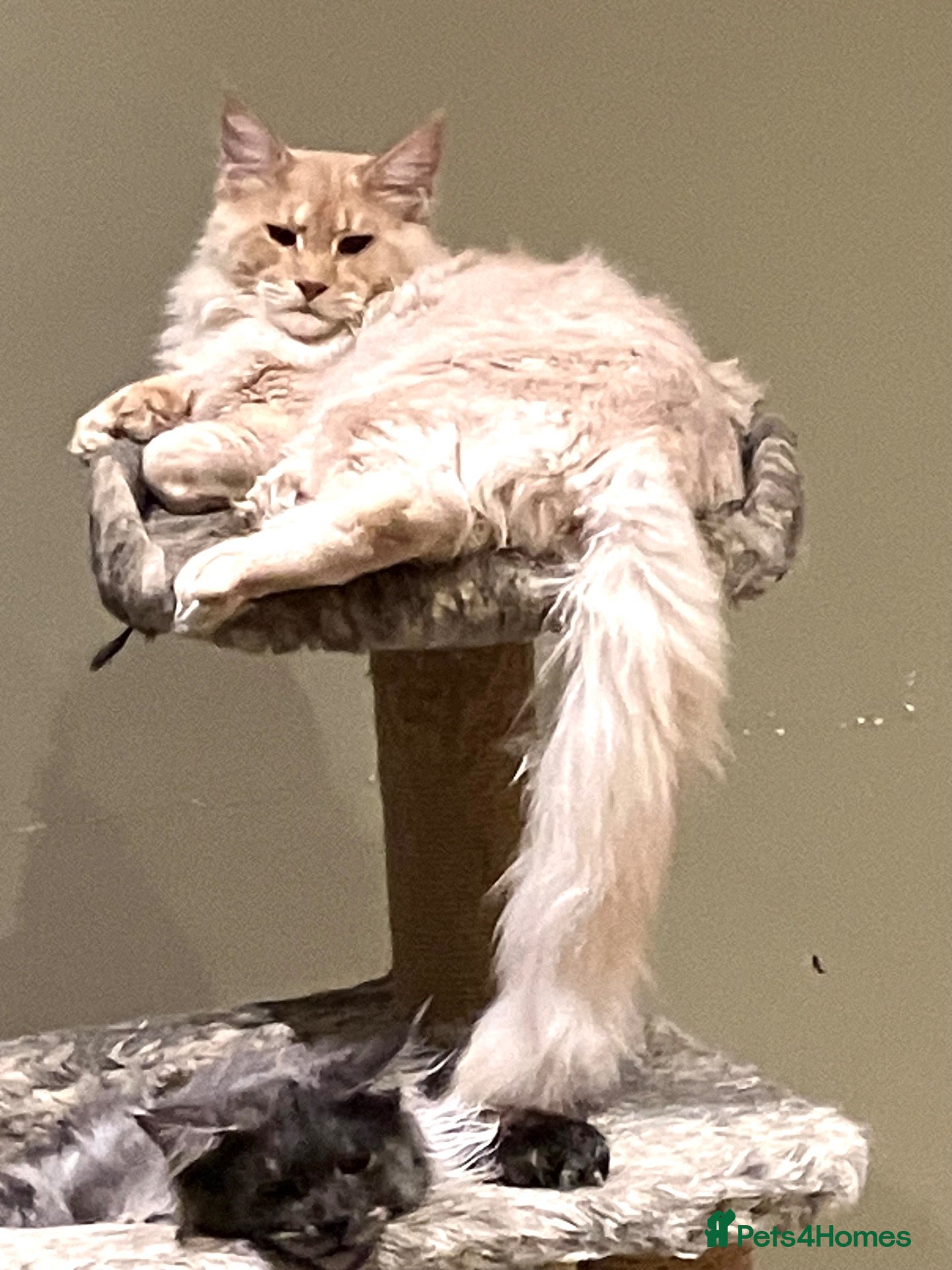 Maine Coon cats POLYDACTYL MAINE COON KITTENS - Advert 2