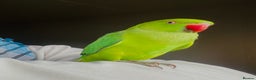 Ringnecks birds for sale: Hand Tamed/Untamed Beautiful Ringnecks for Sale - Advert 1