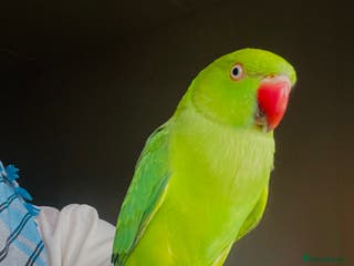 Ringnecks birds Hand Tamed/Untamed Beautiful Ringnecks for Sale - Advert 9