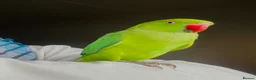 Ringnecks birds for sale: Hand Tamed/Untamed Beautiful Ringnecks for Sale - Advert 1
