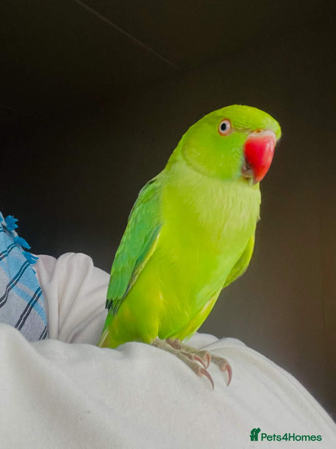 Ringnecks birds for sale: Hand Tamed/Untamed Beautiful Ringnecks for Sale - Advert 1