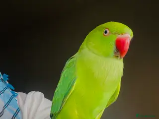 Ringnecks birds Hand Tamed/Untamed Beautiful Ringnecks for Sale - Advert 16