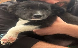 Border Collie dogs for sale: Beautiful border collie pup  - Image 1