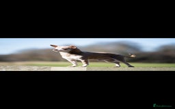 Chihuahua dogs for sale: Beautiful Tiny Chihuahua puppies - Image 11