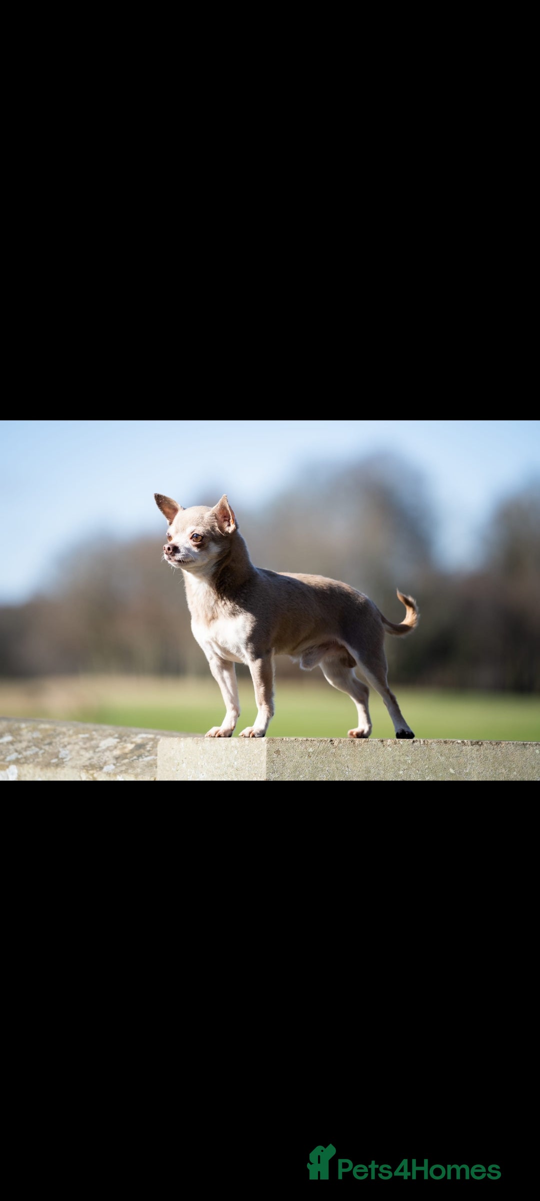 Chihuahua dogs for sale: Beautiful Tiny Chihuahua puppies - Image 11