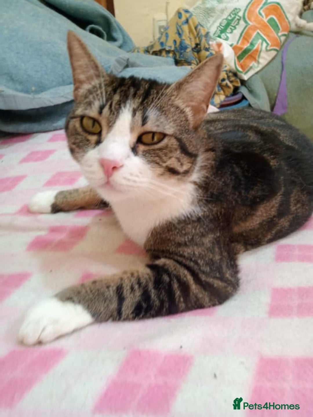 Mixed Breed cats for adoption: Perfect cuddly Patchi! - Image 1