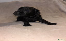 Mixed Breed dogs for sale: Gorgeous Puppies for sale - Image 4