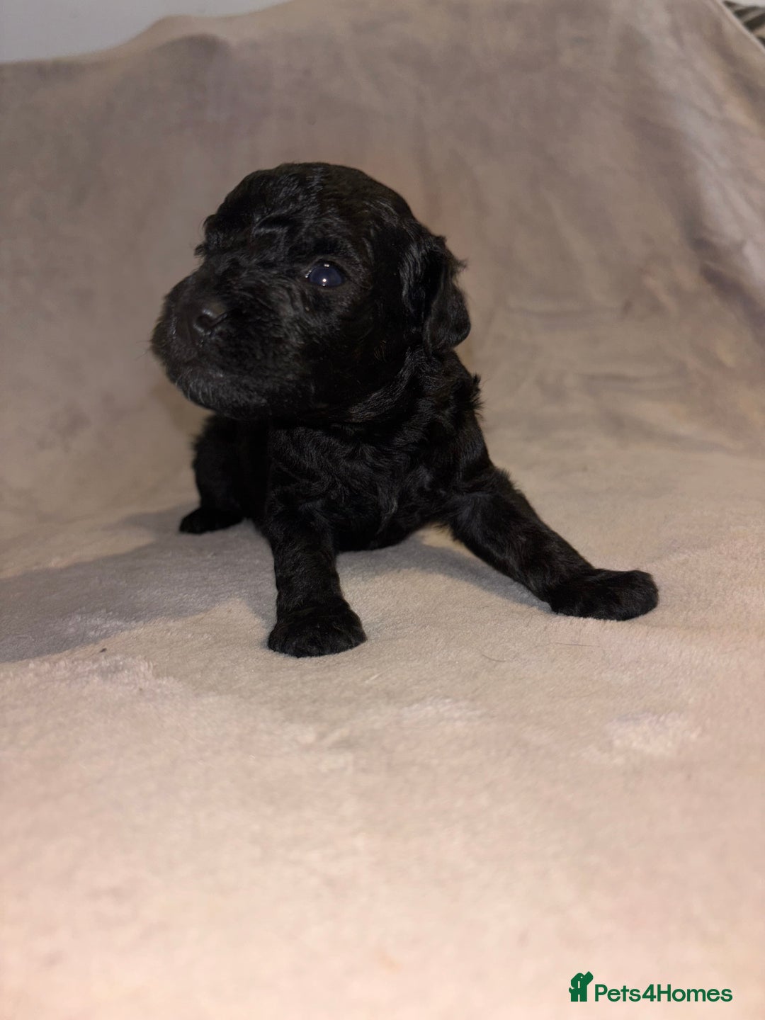 Mixed Breed dogs for sale: Gorgeous Puppies for sale - Image 4