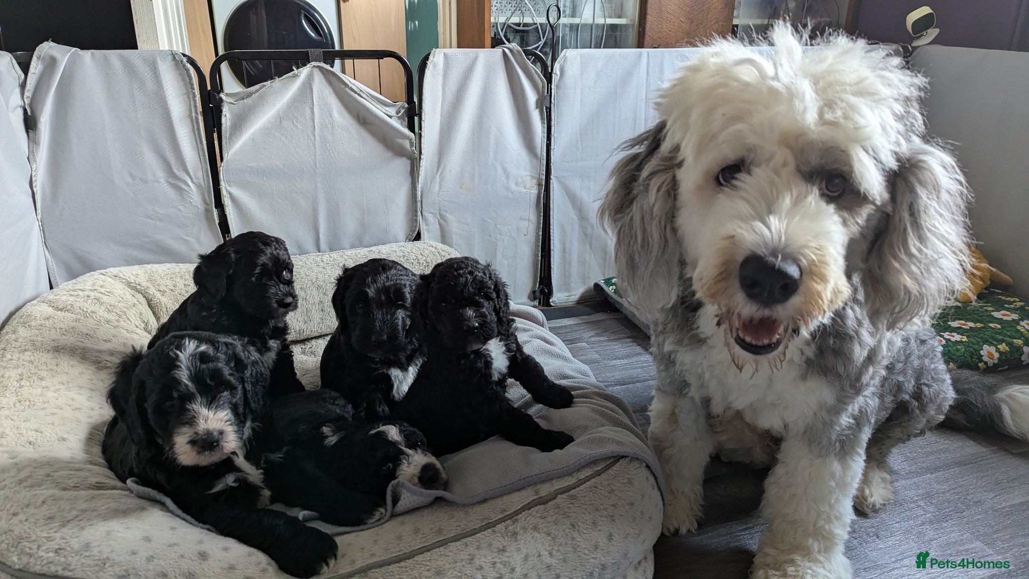 Sheepadoodle dogs Only 2 F1 sheepadoodles left  - Advert 1
