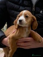 Cocker Spaniel dogs - Advert 10