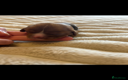 Cavalier King Charles Spaniel dogs for sale: KC CAVALIER KING CHARLES  - Image 6