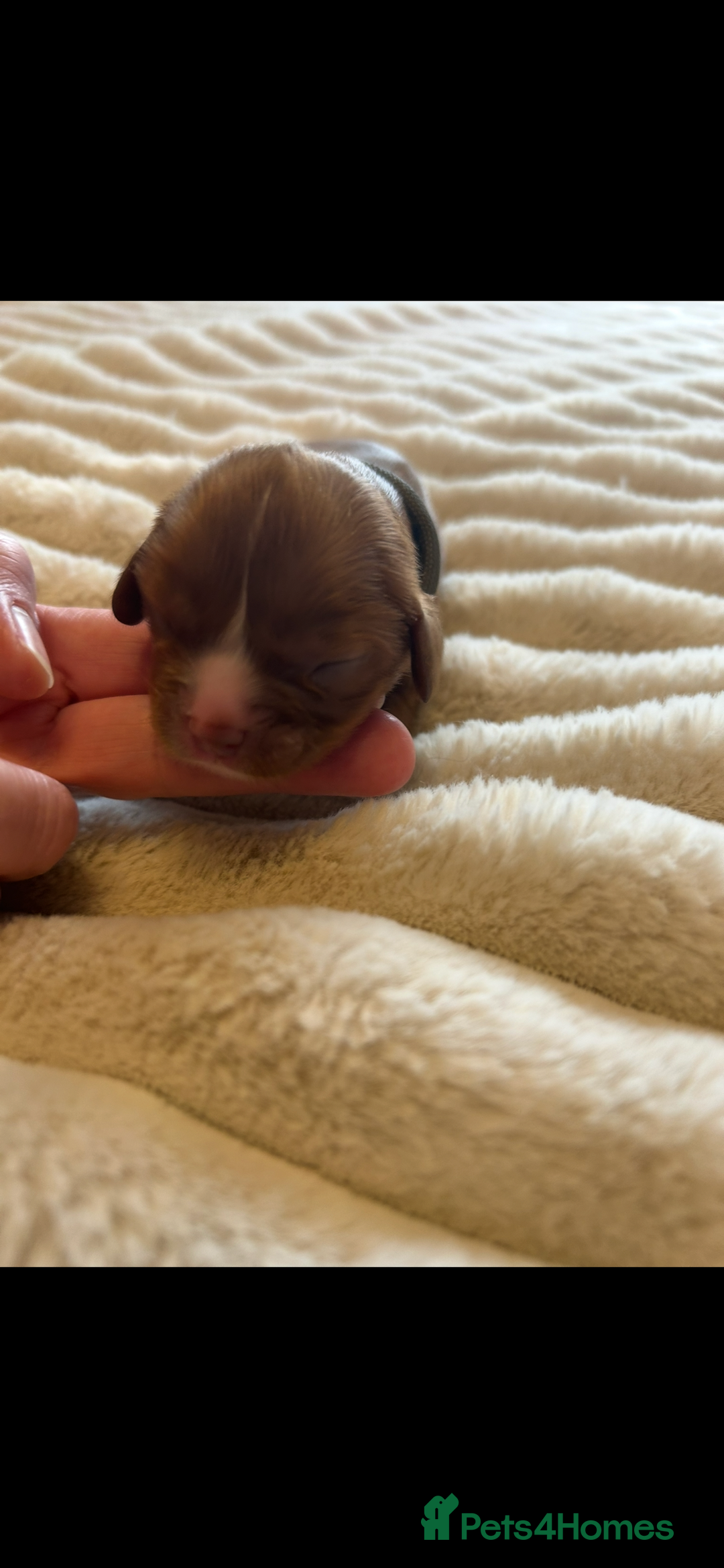 Cavalier King Charles Spaniel dogs for sale: KC CAVALIER KING CHARLES  - Image 6