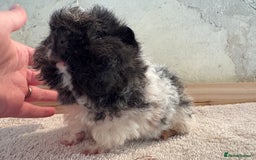 Guinea Pig rodents for sale: Pair of male guinea pigs  - Image 5
