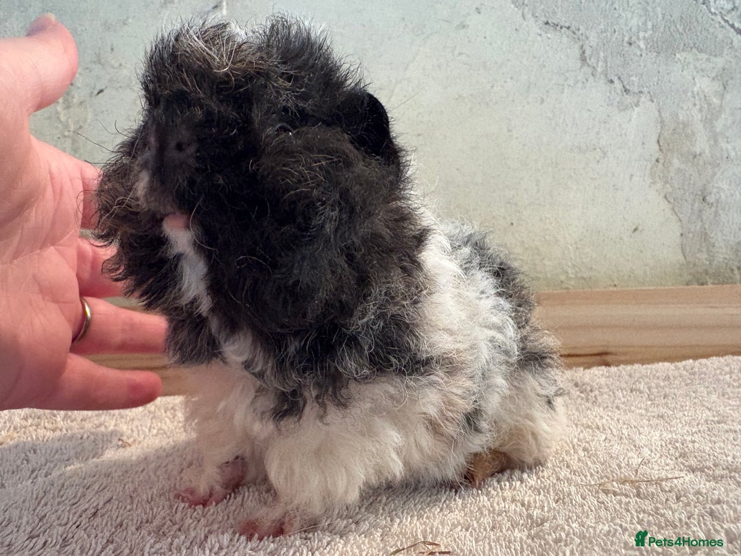 Guinea Pig rodents for sale: Pair of male guinea pigs  - Image 5