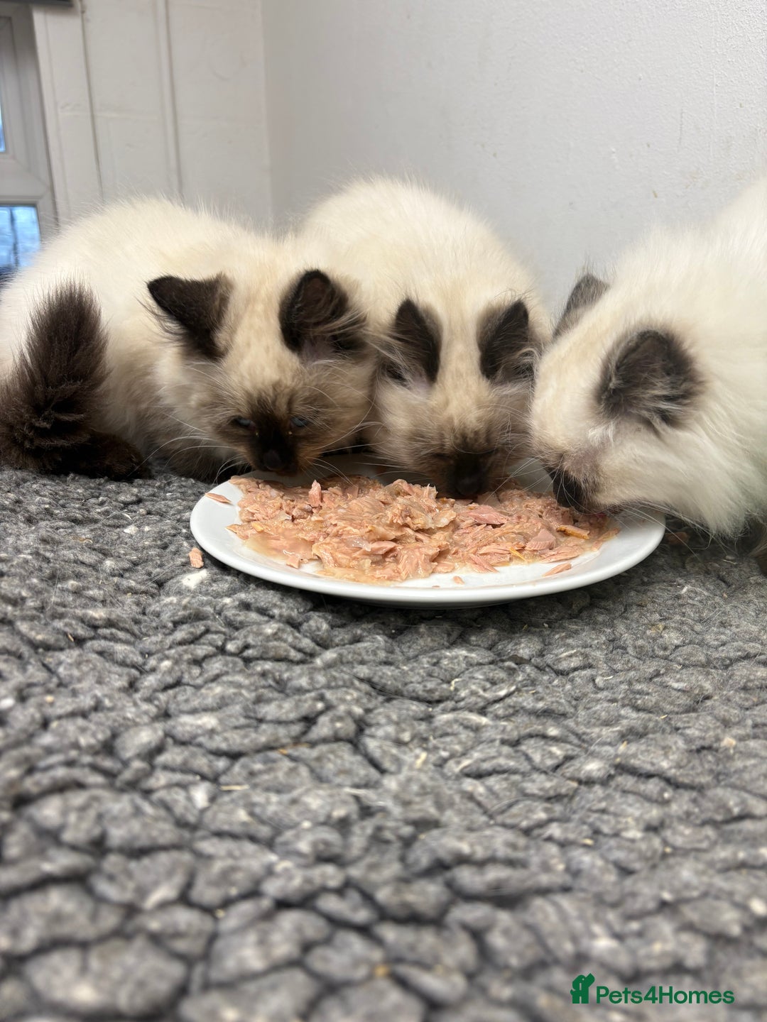 Siberian cats for sale: Stunning Neva Siberian Kittens - Advert 5