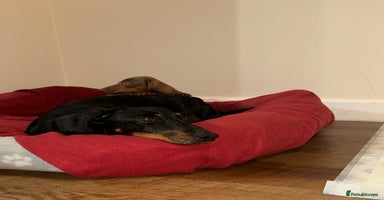 Miniature Dachshund dogs - Advert 12