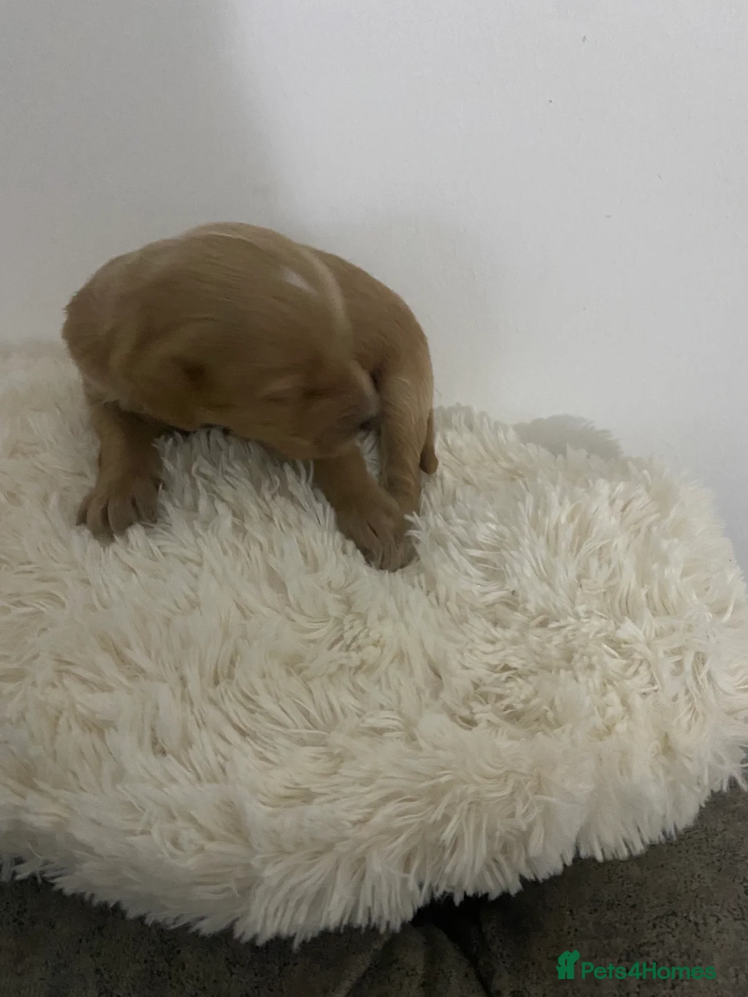 Cockapoo dogs for sale: Toy Poodle Cross Puppies, Mum & Dad Seen, London - Advert 11