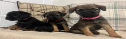 Border Terrier dogs for sale: KC reg border terrier pups  - Advert 3