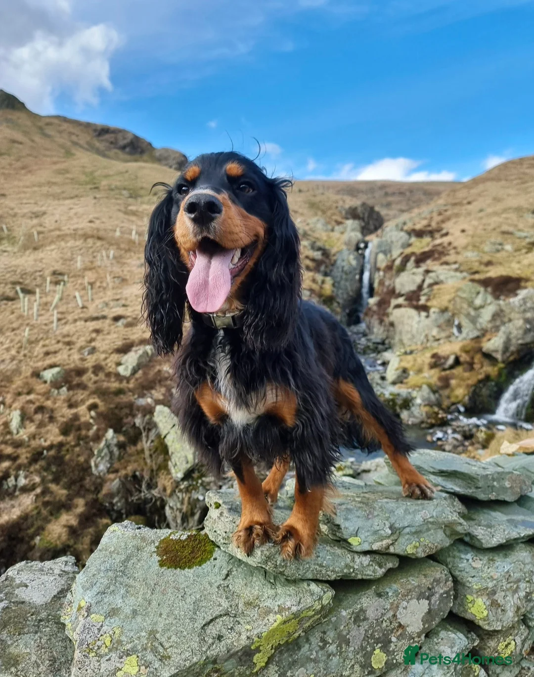 Cocker Spaniel dogs for stud: Spike- Working Cocker Spaniel KC registered in Sunderland - Advert 1