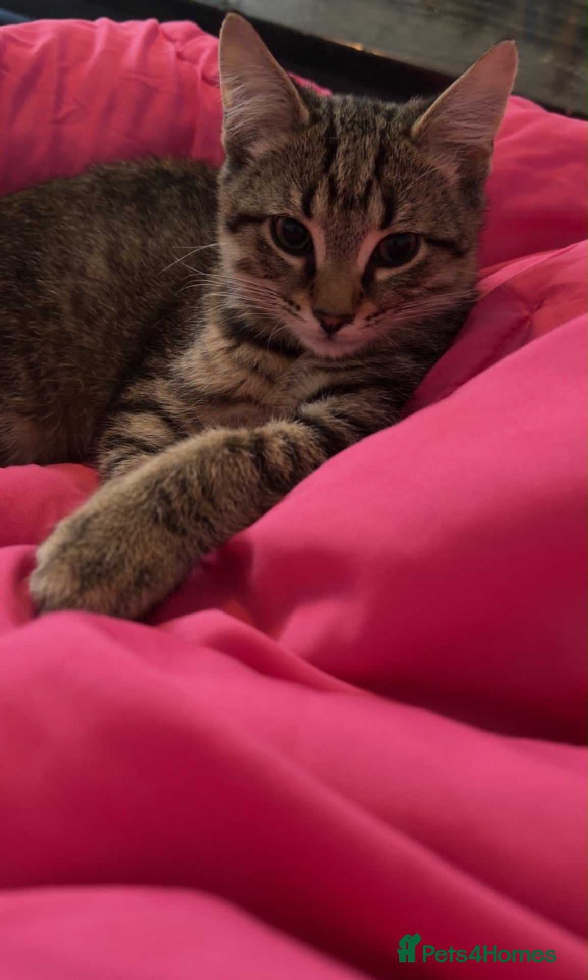 Domestic Shorthair cats Free to a Good Home - Advert 13