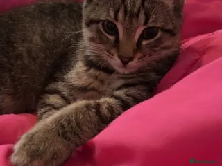 Domestic Shorthair cats Free to a Good Home - Advert 13