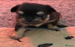 French Bulldog dogs for sale: French Bulldog Puppies - Advert 10