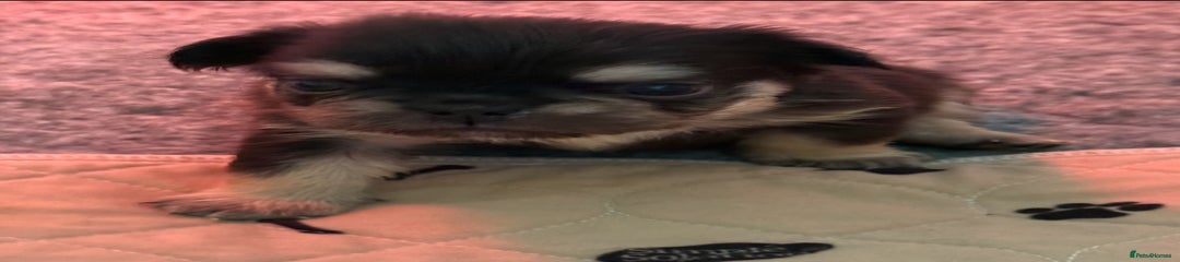 French Bulldog Puppy 5