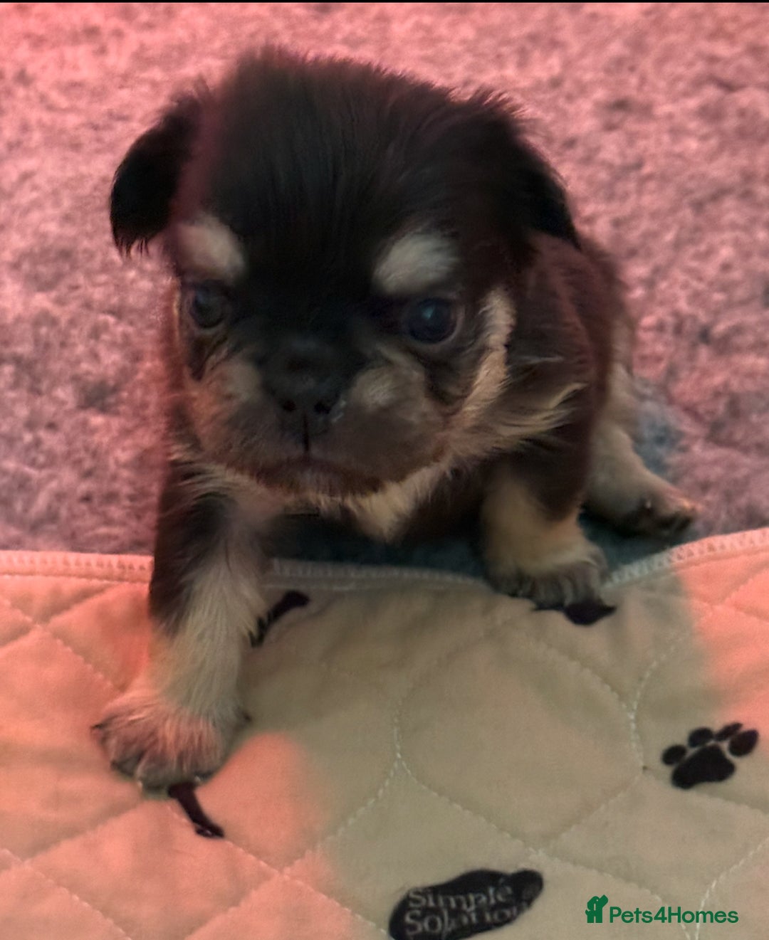 French Bulldog dogs for sale: French Bulldog Puppies - Advert 10