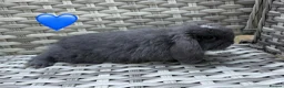Mini Lop rabbits for sale: Pure bred mini lops - Advert 5
