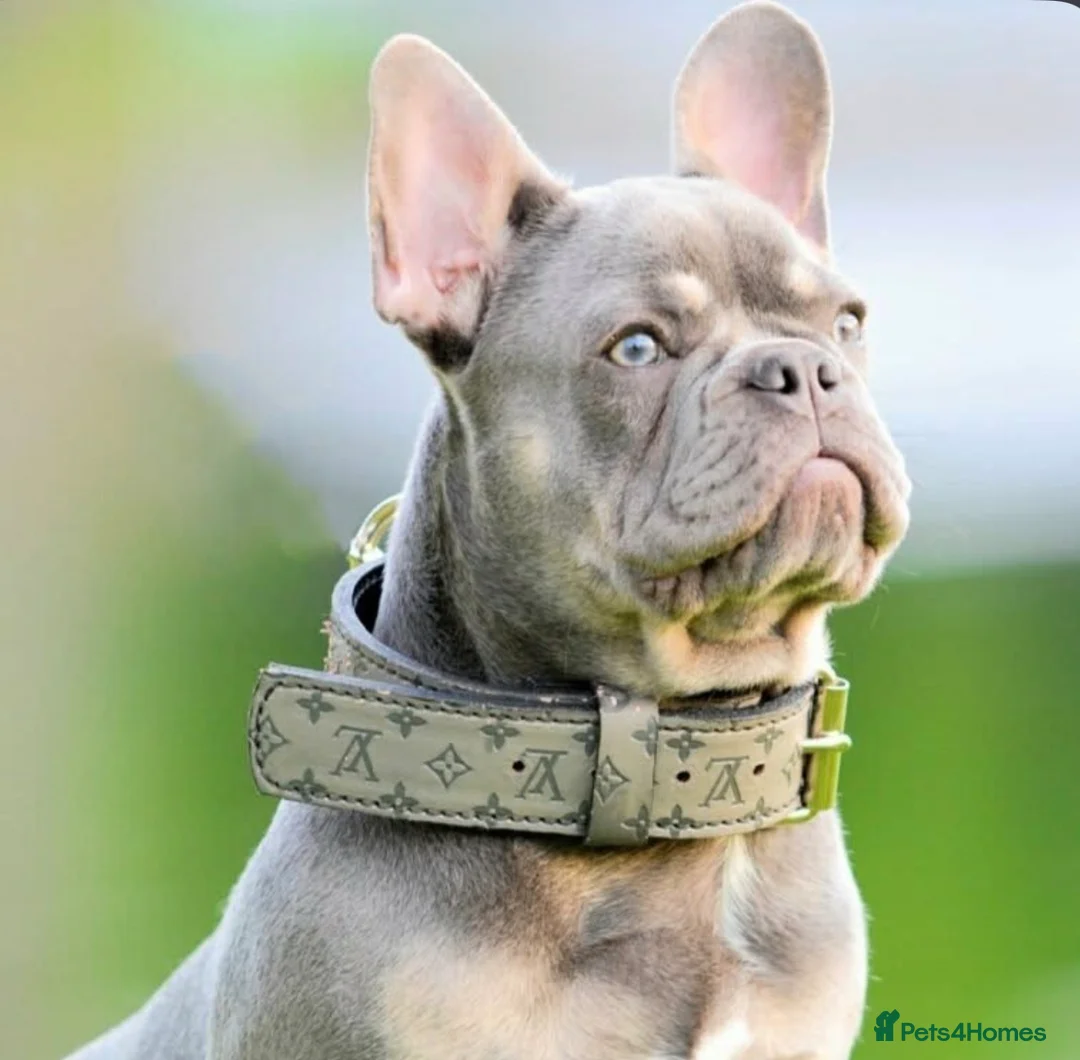 French Bulldog dogs for sale: Female French Bulldog  - Advert 8