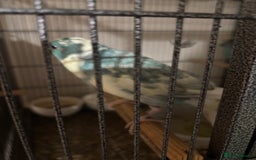 Parakeets birds for sale: Kakariki  - Advert 5